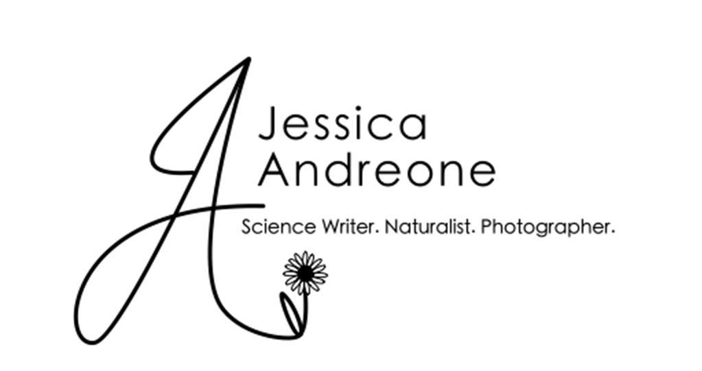 Jessica Andreone