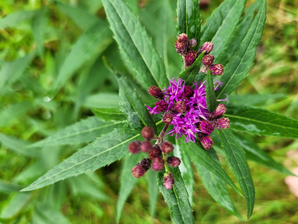 NY Ironweed planted in my front yard